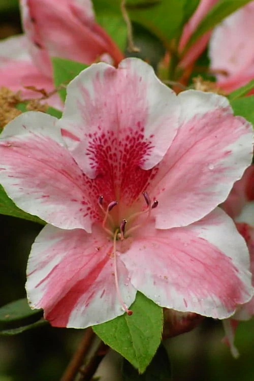 Lady Cavendish Azalea - 3 Gallon Pot 1 Lady Cavendish Azalea - 3 Gallon Pot