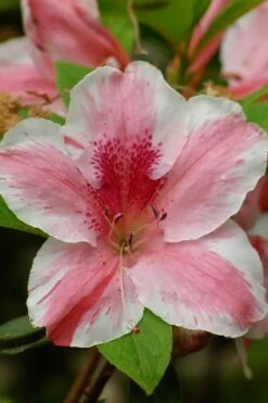 Lady Cavendish Azalea - 1 Gallon Pot