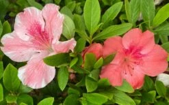 Lady Cavendish Azalea - 1 Gallon Pot 9 Lady Cavendish Azalea - 1 Gallon Pot -Wilson Bros Gardens Shop azalea cavendish 2 2
