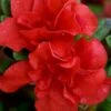 Autumn Embers Encore Azalea - 6 Pack Of 1 Gallon Pots