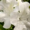 Autumn Ivory Encore Azalea - 6 Pack Of 1 Gallon Pots