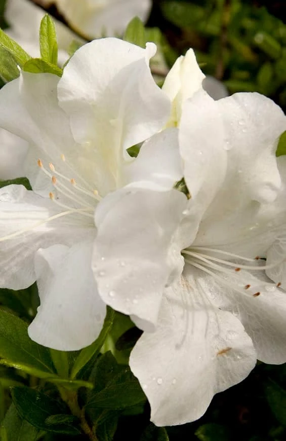 Autumn Ivory Encore Azalea - 3 Gallon Pot 1 Autumn Ivory Encore Azalea - 3 Gallon Pot