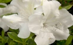 Autumn Ivory Encore Azalea - 1 Gallon Pot -Wilson Bros Gardens Shop azalea encore autumn ivory 20 3