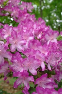 Fawn Azalea - 2 Gallon Pot -Wilson Bros Gardens Shop azalea fawn 6