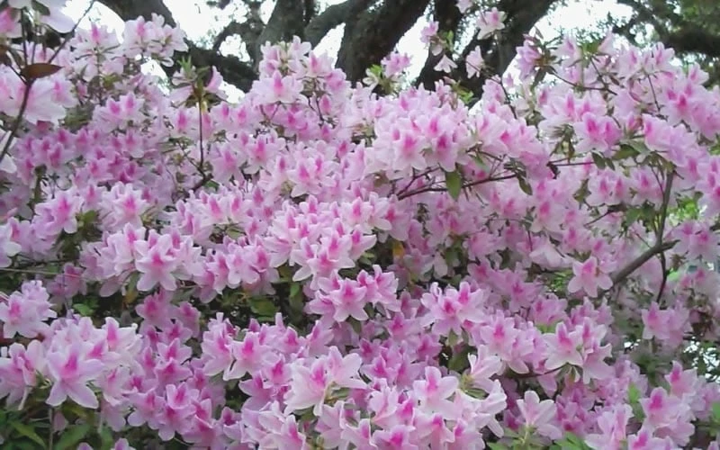 George L. Taber Southern Indica Azalea - 1 Gallon Pot 5 George L. Taber Southern Indica Azalea - 1 Gallon Pot - Image 5