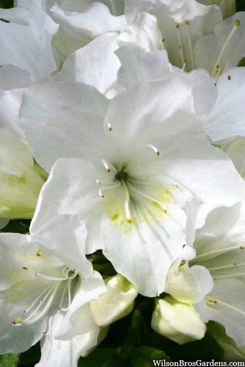 Girard's Pleasant White Azalea - 1 Gallon Pot 6 Girard's Pleasant White Azalea - 1 Gallon Pot - Image 6