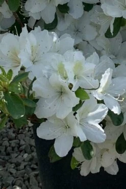 Girard's Pleasant White Azalea - 1 Gallon Pot 13 Girard's Pleasant White Azalea - 1 Gallon Pot -Wilson Bros Gardens Shop azalea girards pleasant white 22