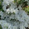 Girard's Pleasant White Azalea - 1 Gallon Pot