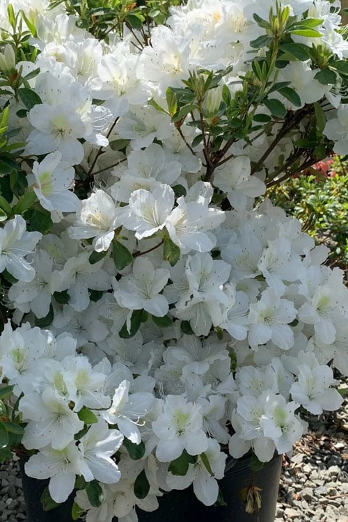 Girard's Pleasant White Azalea - 1 Gallon Pot 1 Girard's Pleasant White Azalea - 1 Gallon Pot