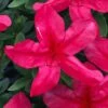 Gloria Deep Pink Sawada Azalea - 1 Gallon Pot