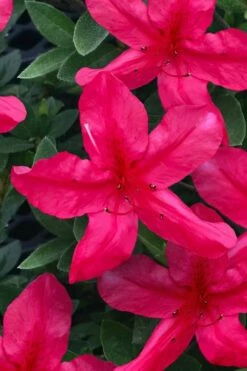 Gloria Deep Pink Sawada Azalea - 1 Gallon Pot