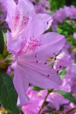 Gulf Pride Fragrant Southern Indica Azalea - 3 Gallon Pot -Wilson Bros Gardens Shop azalea gulf pride 2