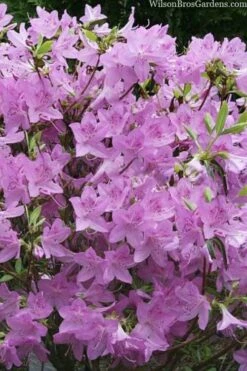 Gulf Pride Fragrant Southern Indica Azalea - 3 Gallon Pot