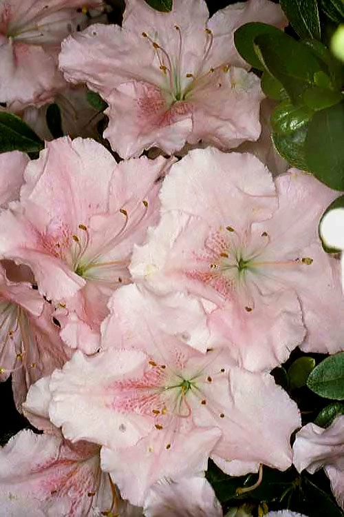 Gwenda Azalea (Robin Hill Hybrid) - 1 Gallon Pot 1 Gwenda Azalea (Robin Hill Hybrid) - 1 Gallon Pot