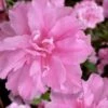 Hallie Azalea (Aromi Hybrid) - 6 Pack Of 1 Gallon Pots