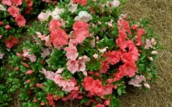 Hilda Niblett Azalea - 1 Gallon Pot -Wilson Bros Gardens Shop azalea hilda niblet flowers 1
