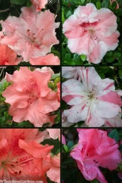 Hilda Niblett Azalea - 1 Gallon Pot -Wilson Bros Gardens Shop azalea hilda niblett 100 1