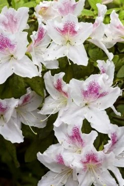 Joga Satsuki Azalea - 2 Gallon Pot -Wilson Bros Gardens Shop azalea joga 1 1