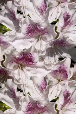 Joga Satsuki Azalea - 2 Gallon Pot -Wilson Bros Gardens Shop azalea joga 6 1