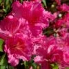 Michaele Lux Azalea - 1 Gallon Pot