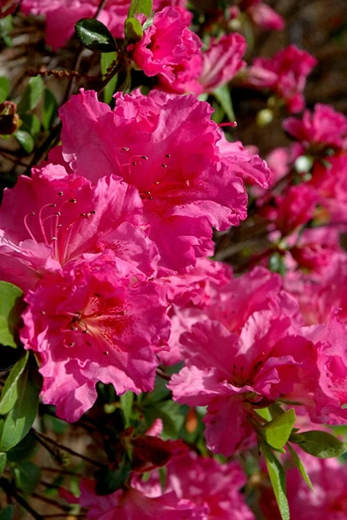 Michaele Lux Azalea - 1 Gallon Pot 1 Michaele Lux Azalea - 1 Gallon Pot