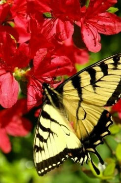 Midnight Flare Azalea - 2 Gallon Pot 11 Midnight Flare Azalea - 2 Gallon Pot -Wilson Bros Gardens Shop azalea midnight flare 20