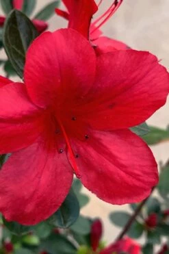 Midnight Flare Azalea - 3 Gallon Pot