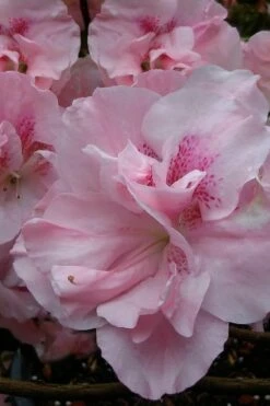 Nancy Of Robin Hill Azalea - 3 Gallon Pot 8 Nancy Of Robin Hill Azalea - 3 Gallon Pot -Wilson Bros Gardens Shop azalea nancy at robin hill 1 1