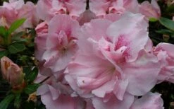 Nancy Of Robin Hill Azalea - 2 Gallon Pot -Wilson Bros Gardens Shop azalea nancy of robin hill 3