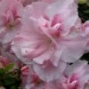 Nancy Of Robin Hill Azalea - 2 Gallon Pot