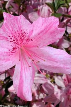 Northlake Beauty Azalea - 6 Pack Of 1 Gallon Pots