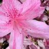 Northlake Beauty Azalea - 3 Gallon Pot