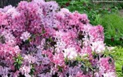 Northlake Beauty Azalea - 6 Pack Of 1 Gallon Pots 7 Northlake Beauty Azalea - 6 Pack Of 1 Gallon Pots -Wilson Bros Gardens Shop azalea northlake beauty 13 1