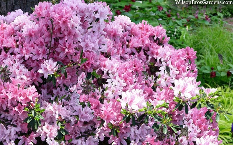 Northlake Beauty Azalea - 6 Pack Of 1 Gallon Pots 4 Northlake Beauty Azalea - 6 Pack Of 1 Gallon Pots - Image 4