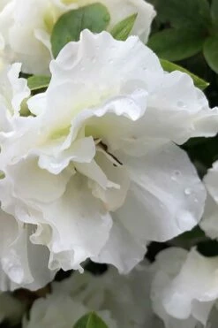 Perfecto Mundo Double White Reblooming Azalea - 2 Gallon Pot 11 Perfecto Mundo Double White Reblooming Azalea - 2 Gallon Pot -Wilson Bros Gardens Shop azalea perfecto mondo double white 1