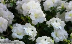 Perfecto Mundo Double White Reblooming Azalea - 3 Gallon Pot -Wilson Bros Gardens Shop azalea perfecto mondo double white 2