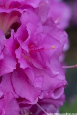 Perfecto Mundo Double Purple Reblooming Azalea - 2 Gallon Pot 9 Perfecto Mundo Double Purple Reblooming Azalea - 2 Gallon Pot -Wilson Bros Gardens Shop azalea perfecto mondo double20purple 1 3