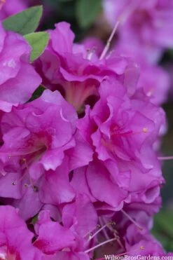 Perfecto Mundo Double Purple Reblooming Azalea - 3 Gallon Pot