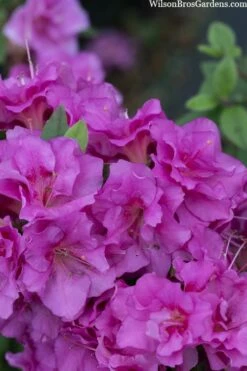 Perfecto Mundo Double Purple Reblooming Azalea - 1 Gallon Pot 11 Perfecto Mundo Double Purple Reblooming Azalea - 1 Gallon Pot -Wilson Bros Gardens Shop azalea perfecto mondo double20purple 3 2