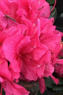 Perfecto Mundo Double Dark Pink Reblooming Azalea - 3 Gallon Pot -Wilson Bros Gardens Shop azalea perfecto mundo double dark pink 1 1