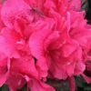 Perfecto Mundo Double Dark Pink Reblooming Azalea - 3 Gallon Pot