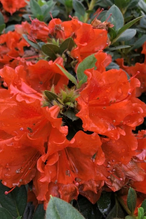 Perfecto Mundo Orange Azalea - 3 Gallon Pot 1 Perfecto Mundo Orange Azalea - 3 Gallon Pot