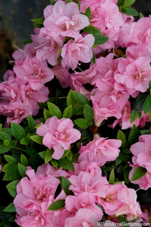 Perfecto Mundo Double Pink Reblooming Azalea - 3 Gallon Pot 5 Perfecto Mundo Double Pink Reblooming Azalea - 3 Gallon Pot - Image 5