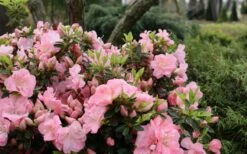 Perfecto Mundo Double Pink Reblooming Azalea - 3 Gallon Pot 9 Perfecto Mundo Double Pink Reblooming Azalea - 3 Gallon Pot -Wilson Bros Gardens Shop azalea perfecto mundo double pink 5