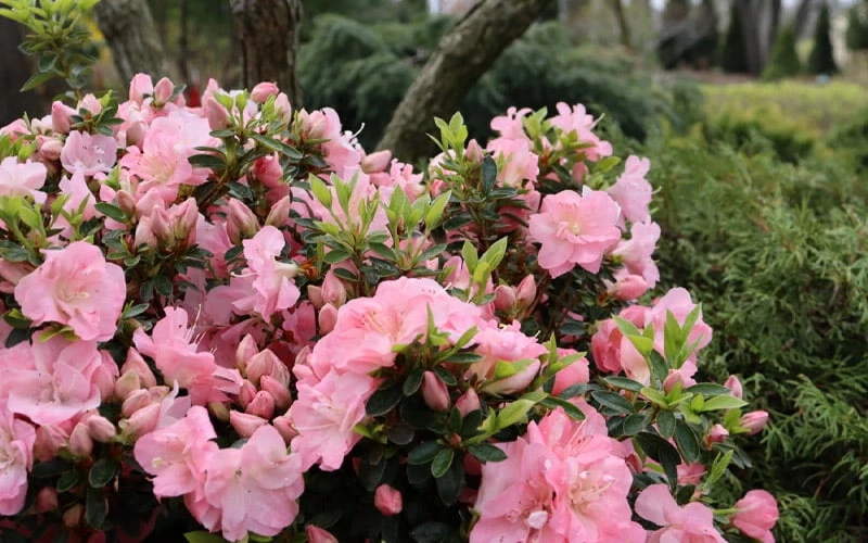 Perfecto Mundo Double Pink Reblooming Azalea - 3 Gallon Pot 4 Perfecto Mundo Double Pink Reblooming Azalea - 3 Gallon Pot - Image 4