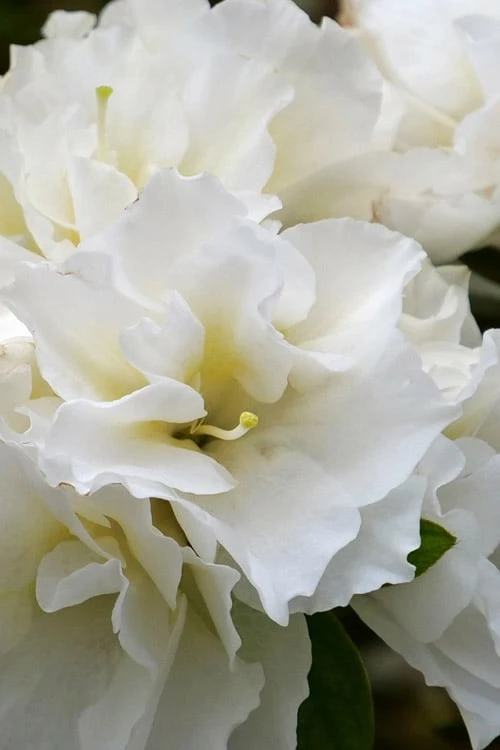 Perfecto Mundo Double White Reblooming Azalea - 2 Gallon Pot 5 Perfecto Mundo Double White Reblooming Azalea - 2 Gallon Pot - Image 5
