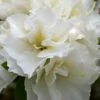 Perfecto Mundo Double White Reblooming Azalea - 3 Gallon Pot