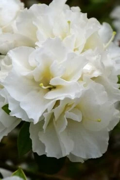 Perfecto Mundo Double White Reblooming Azalea - 2 Gallon Pot