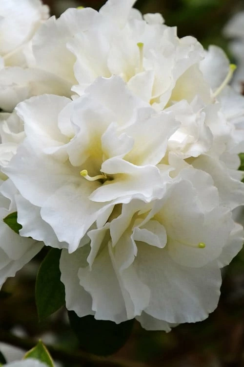 Perfecto Mundo Double White Reblooming Azalea - 2 Gallon Pot 1 Perfecto Mundo Double White Reblooming Azalea - 2 Gallon Pot