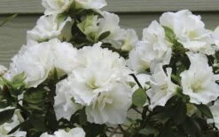 Perfecto Mundo Double White Reblooming Azalea - 3 Gallon Pot -Wilson Bros Gardens Shop azalea perfecto mundo double white 9 1